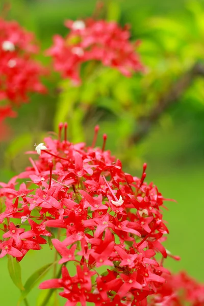 Flor de Ixora - flores vermelhas — Fotografia de Stock