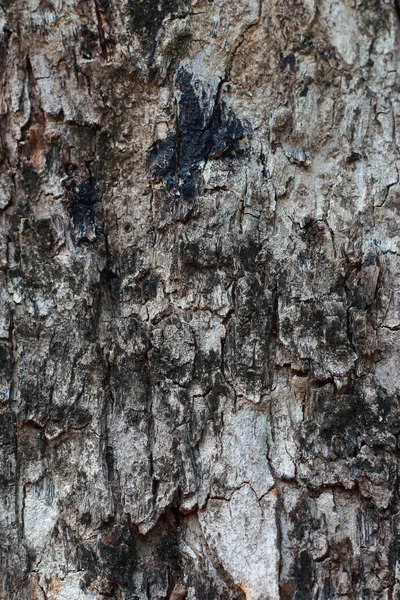 Alter Holz-Hintergrund — Stockfoto