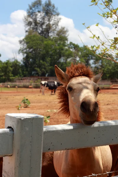 Horses on a farm — Stock Photo, Image