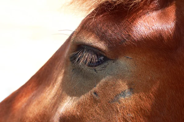 Chevaux sur une ferme — Photo