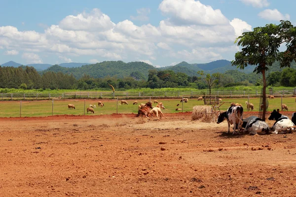 Cavalos em uma fazenda — Fotografia de Stock