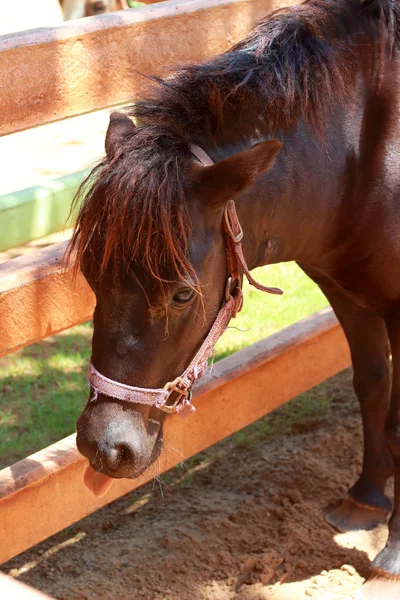 Cavalli in una fattoria — Foto Stock