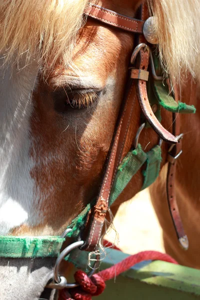 Caballos en una granja —  Fotos de Stock