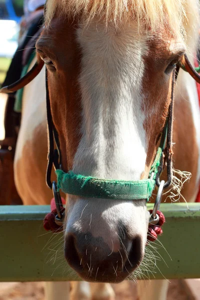 Cavalos em uma fazenda — Fotografia de Stock