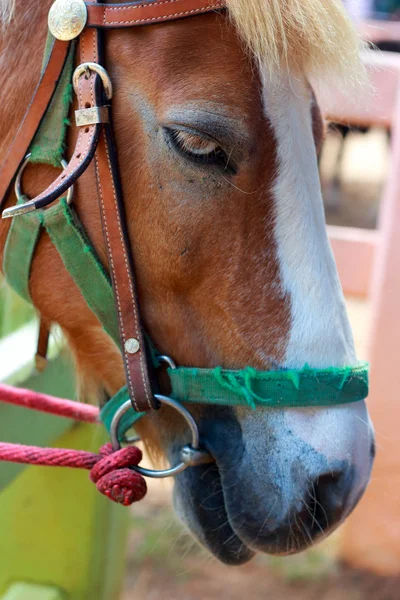 農場にいる馬は — ストック写真