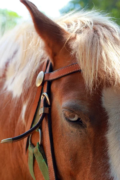 Hästar på en gård — Stockfoto