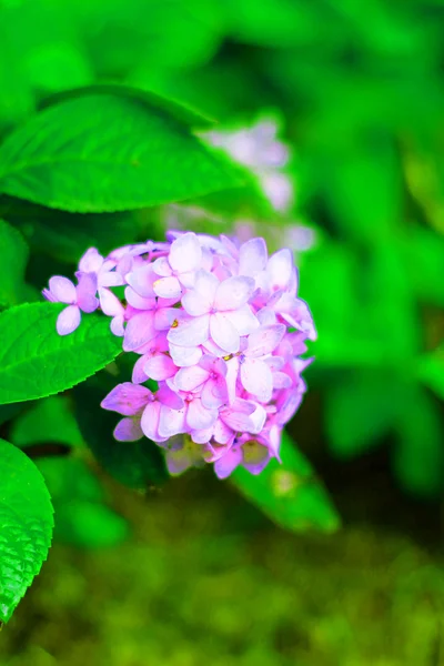 Flores de hortensias — Foto de Stock