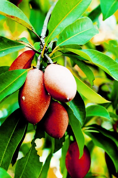 Sapodilla tree. — Stock Photo, Image