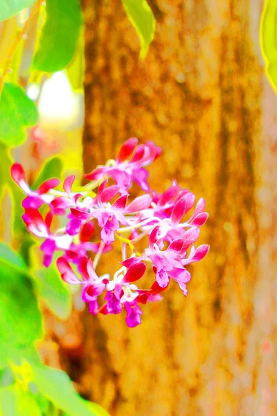 粉红色的兰花 — 图库照片