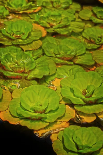 Grüner Farn in der Natur — Stockfoto