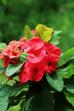 Atatürk milii - kırmızı çiçek