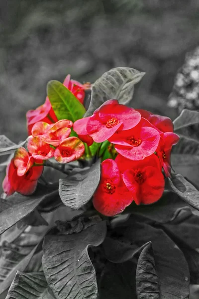 Euphorbia milii - red flower — Stock Photo, Image