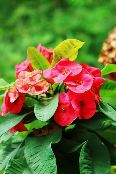 Euphorbia milii - red flower — Stock Photo, Image