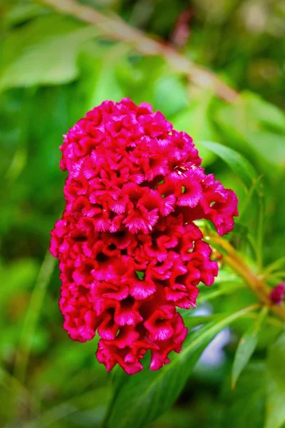 Cockscomb bloemen. — Stockfoto