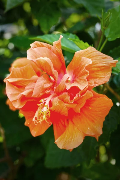 Kwiat Hibiscus kwiaty - pomarańczowy — Zdjęcie stockowe
