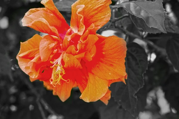 Hibiscus flowers - orange flower — Stock Photo, Image