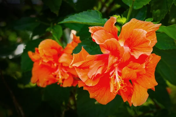 Flores de hibisco - flor naranja — Foto de Stock