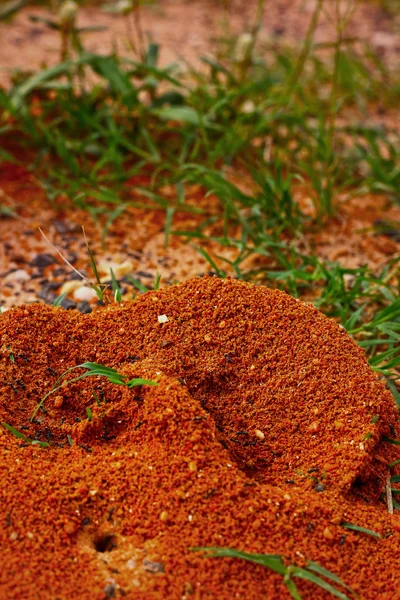 Karıncalar yuva ile yeşil çimen. — Stok fotoğraf