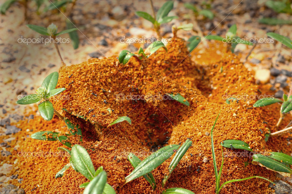 Ants nest with green grass. Stock Photo by ©oilslo 34816253