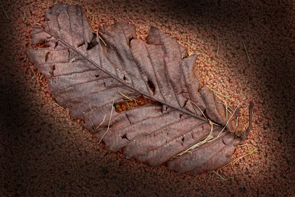Сухие листья на красном поле . — стоковое фото