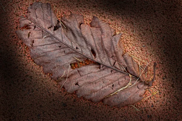 Hojas secas en un campo rojo . — Foto de Stock