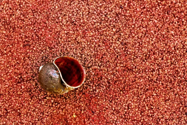 Caracol conchas que colocam no chão de cimento vermelho . — Fotografia de Stock