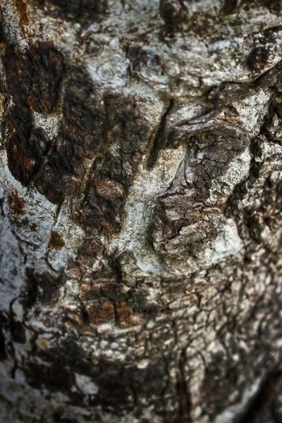 Texture de fond vieux bois - vintage — Photo