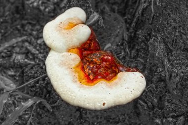 Ganoderma Lucidium - ling zhi mantar.