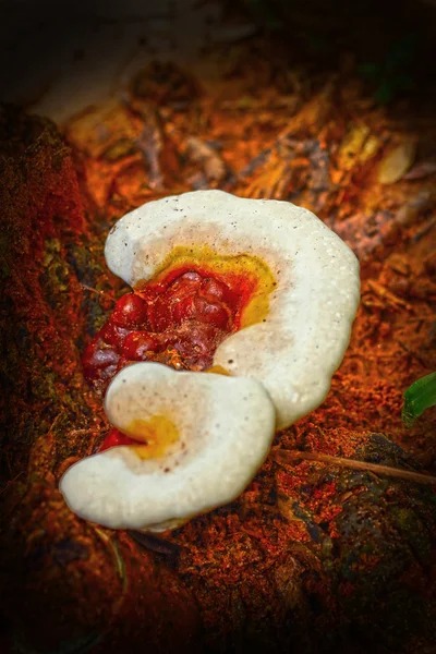 Ganoderma lucidum - ling zhi grzyb. — Zdjęcie stockowe