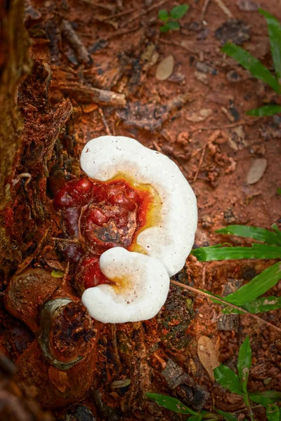 Ganoderma lucidum - ling zhi grzyb. — Zdjęcie stockowe