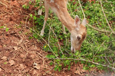 doğada Sika geyiği