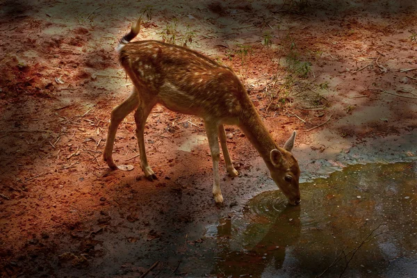 Veados sika na natureza — Fotografia de Stock