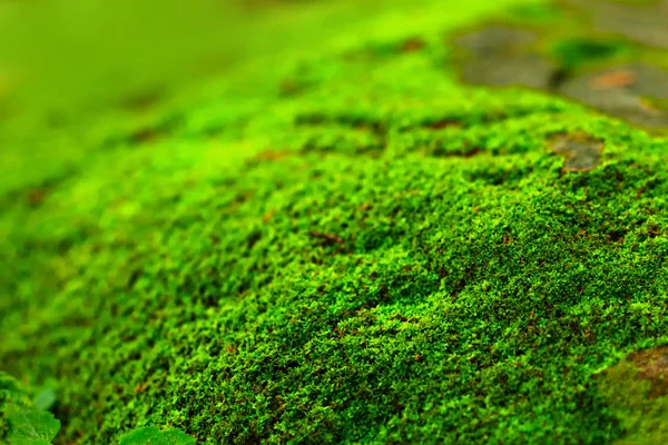 Musgo verde na natureza . — Fotografia de Stock