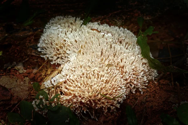 Cogumelos na natureza — Fotografia de Stock