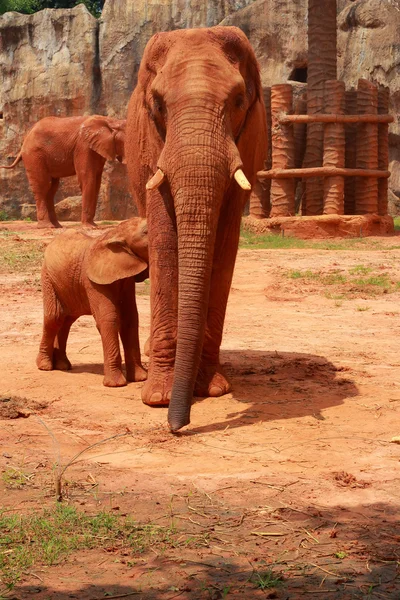 Elephant — Stock Photo, Image