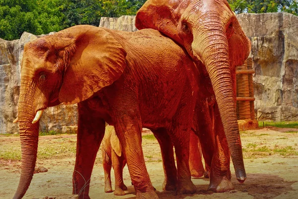 Elephant — Stock Photo, Image