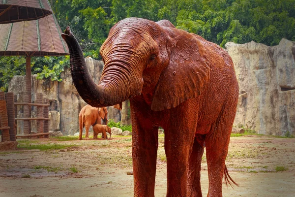 Elefant — Stockfoto