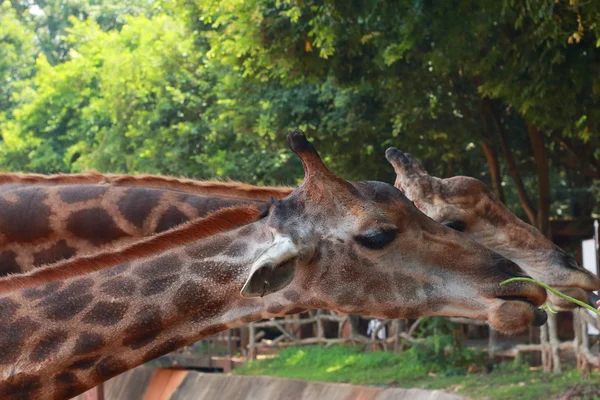 Girafa na natureza — Fotografia de Stock