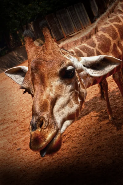 Giraff i naturen — Stockfoto