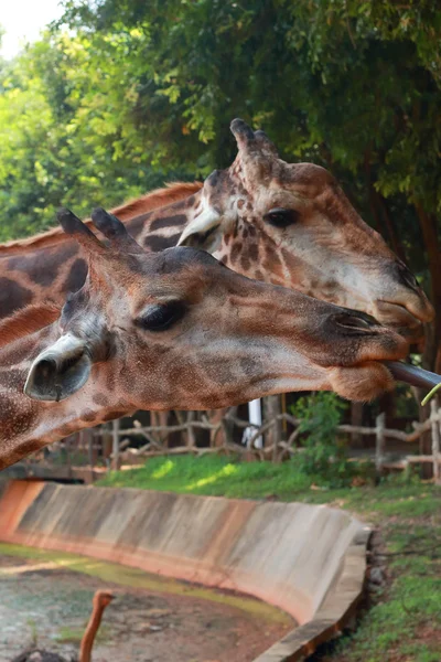 Giraffa in natura — Foto Stock