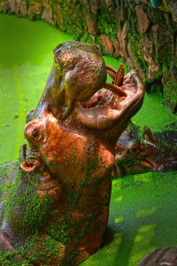 doğada su aygırı portre