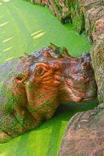 Retrato de hipopótamo na natureza — Fotografia de Stock