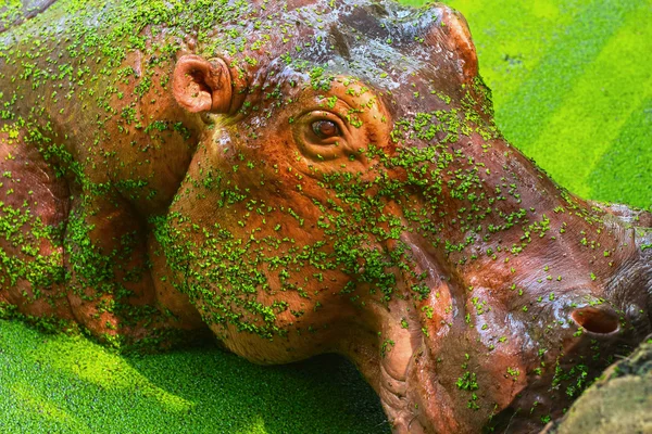 Retrato de hipopótamo en la naturaleza — Foto de Stock