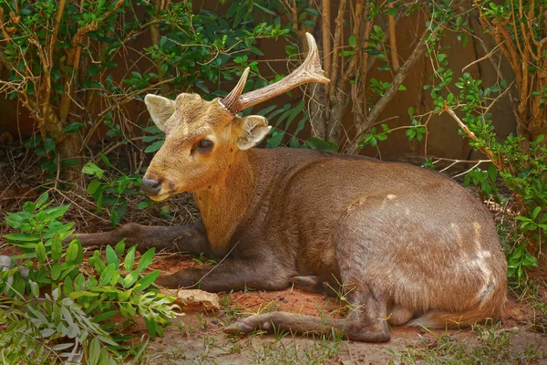 Сика-олень в природе — стоковое фото