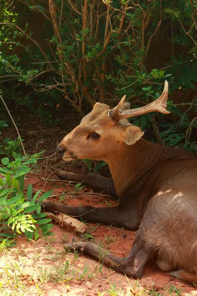 Sika deer in the nature — Stock Photo, Image