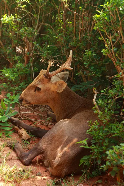 Veados sika na natureza — Fotografia de Stock