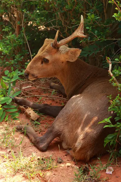 Veados sika na natureza — Fotografia de Stock