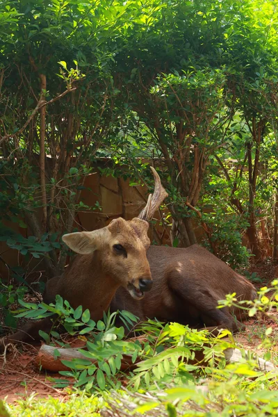 Sika deer in the nature — Stock Photo, Image