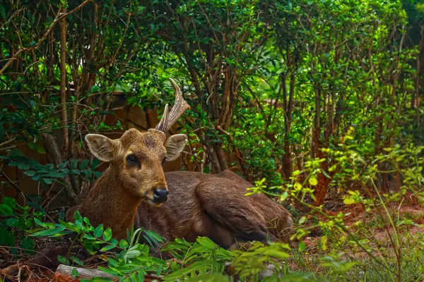 Doğada Sika geyiği — Stok fotoğraf