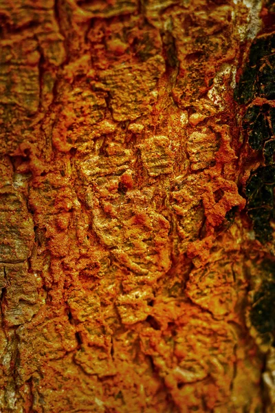 Termitennester auf Baum — Stockfoto